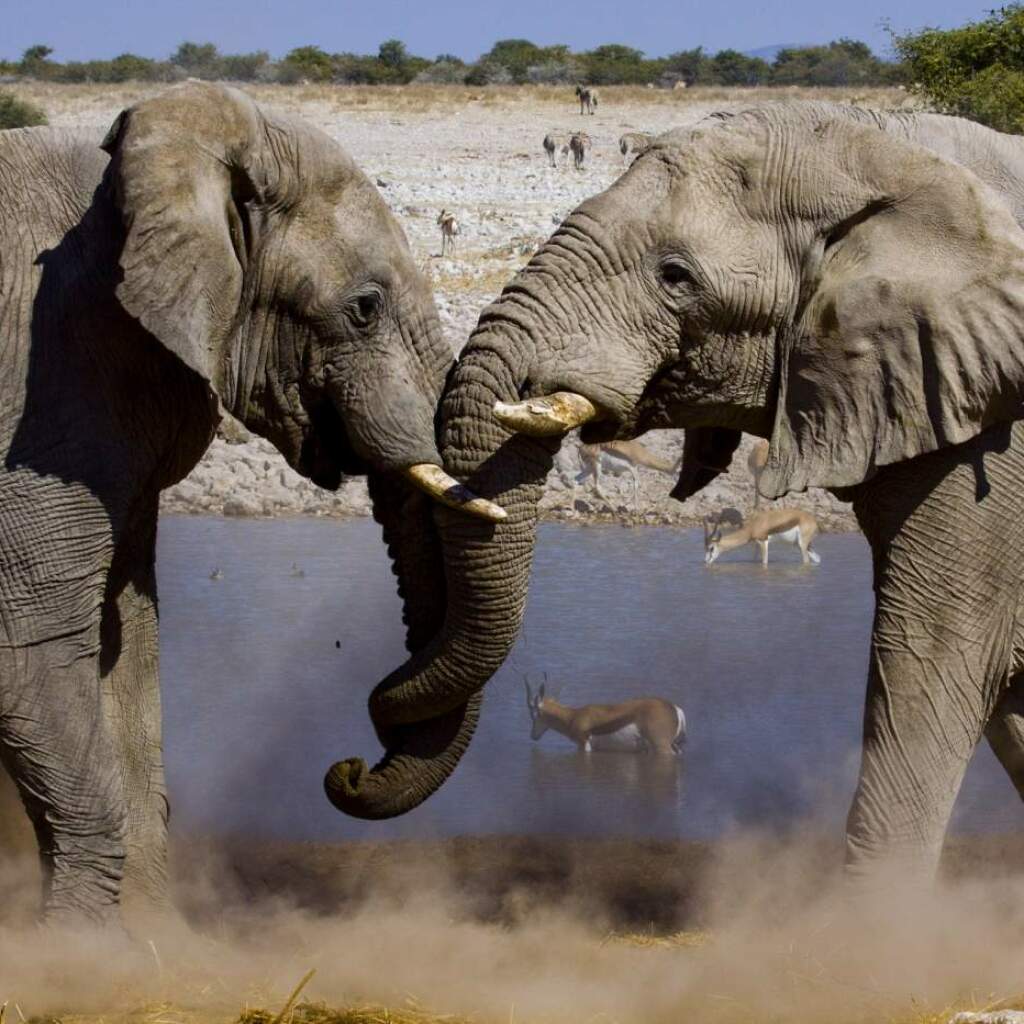 Etosha-Nationalpark, Namibia